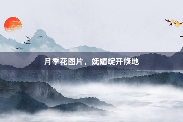 月季花图片，妩媚绽开倏地